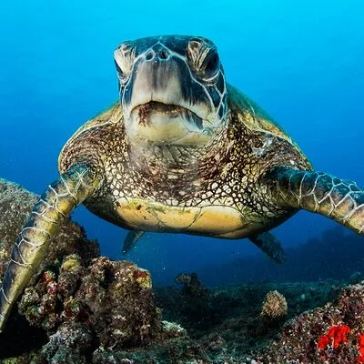 2 Tanks Scuba Dive Kaua'i from a Boat